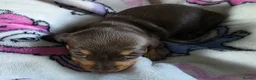 Dachshund dogs for sale: Beautiful littler of pedigree mini Dachshunds  - Advert 12