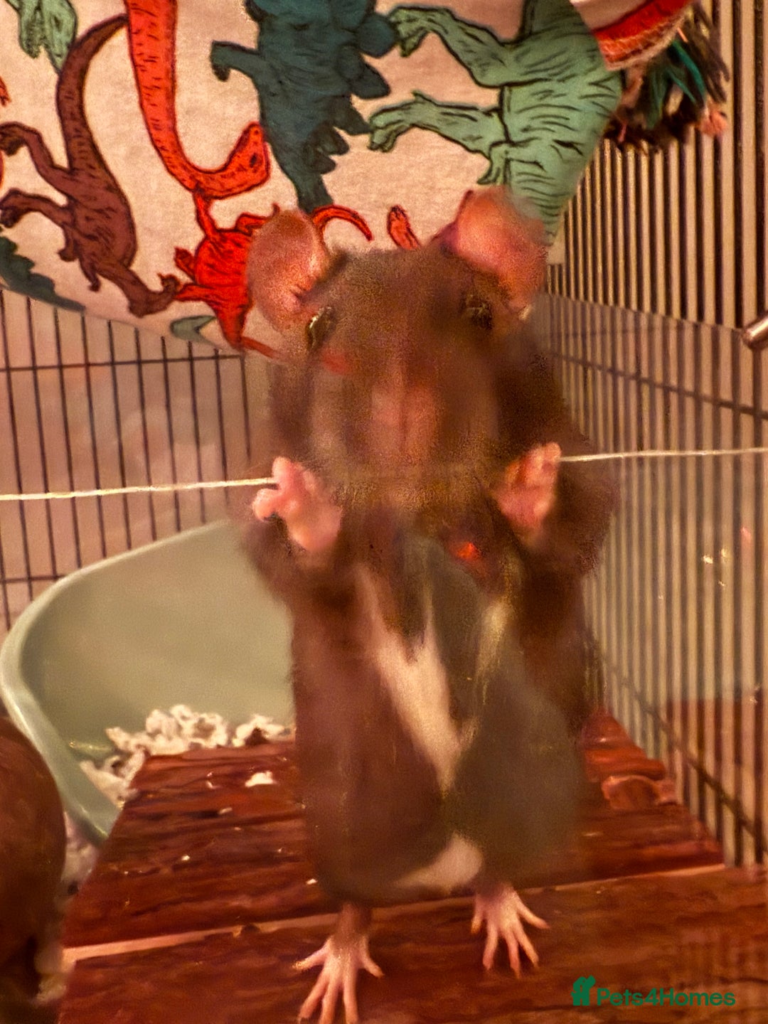 Rat rodents for sale: Male rats - Advert 1
