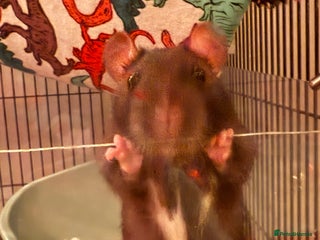 Rat rodents Male rats - Advert 1