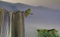 Ringnecks birds for sale: Male indian ringneck  - Image 6