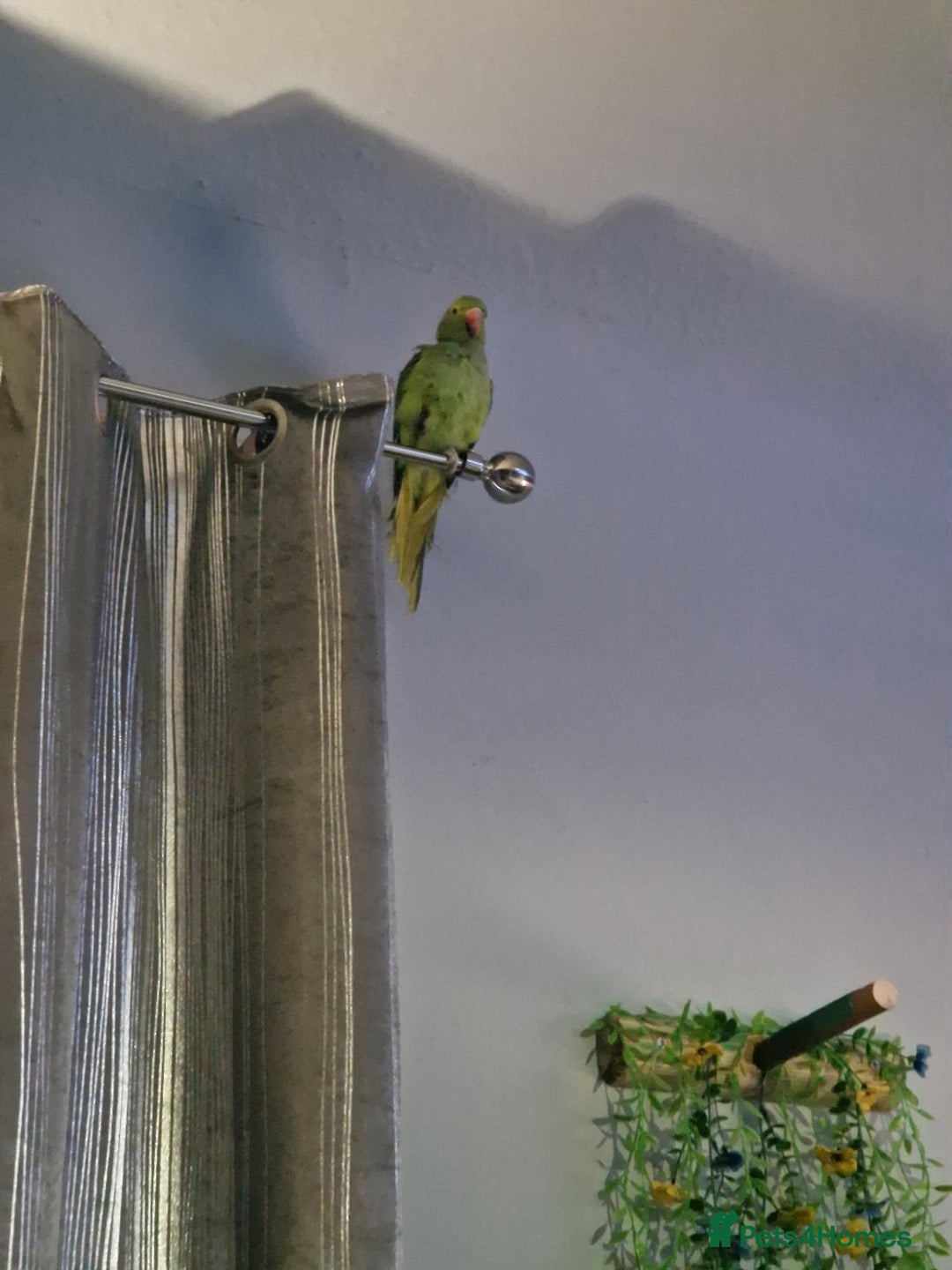 Ringnecks birds for sale: Male indian ringneck  - Image 6