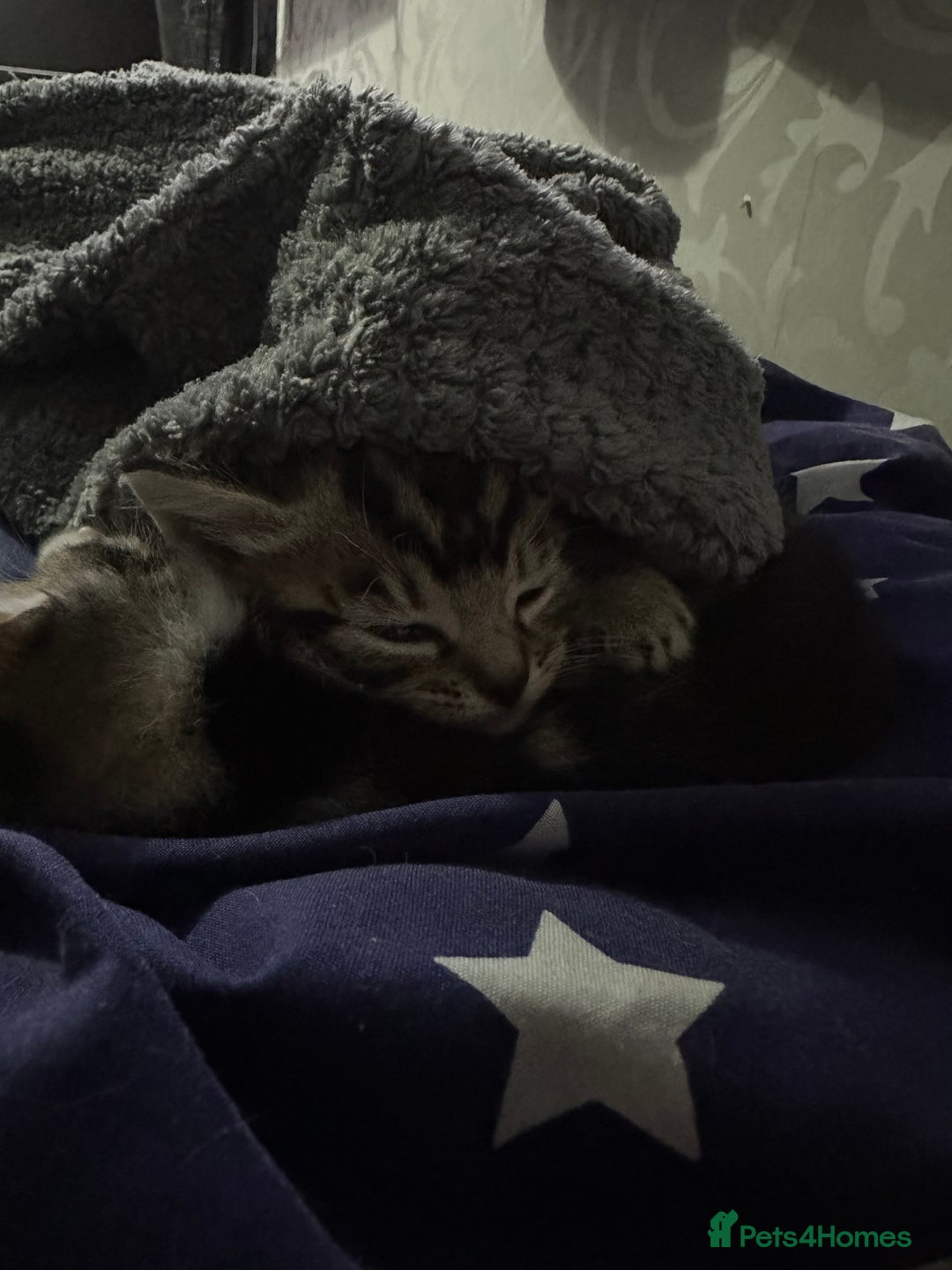 Mixed Breed cats for sale: 2 male kittens  - Advert 5