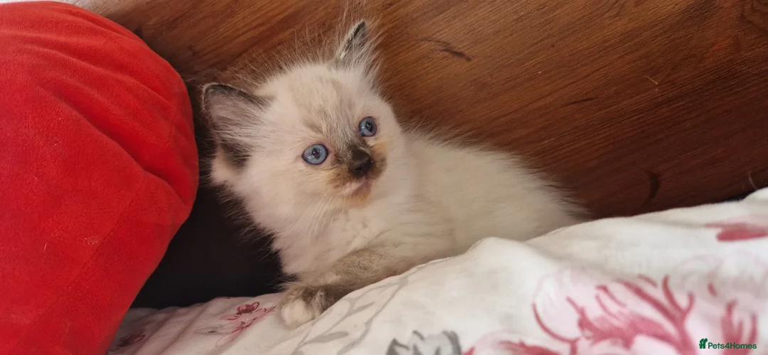 Ragdoll cats for sale: Ragdoll babies ready for reservation - Advert 1