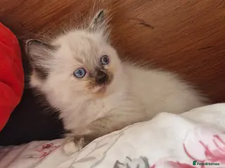 Ragdoll cats Ragdoll babies ready for reservation - Advert 8