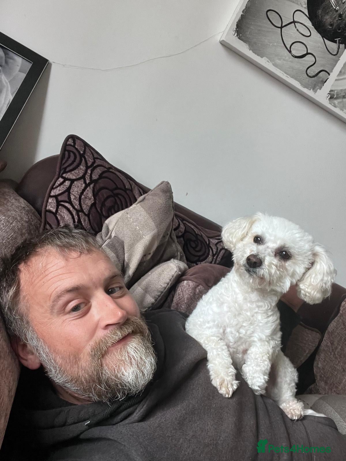 Poochon dogs for sale: Lottie 5 year old poochon - Advert 15