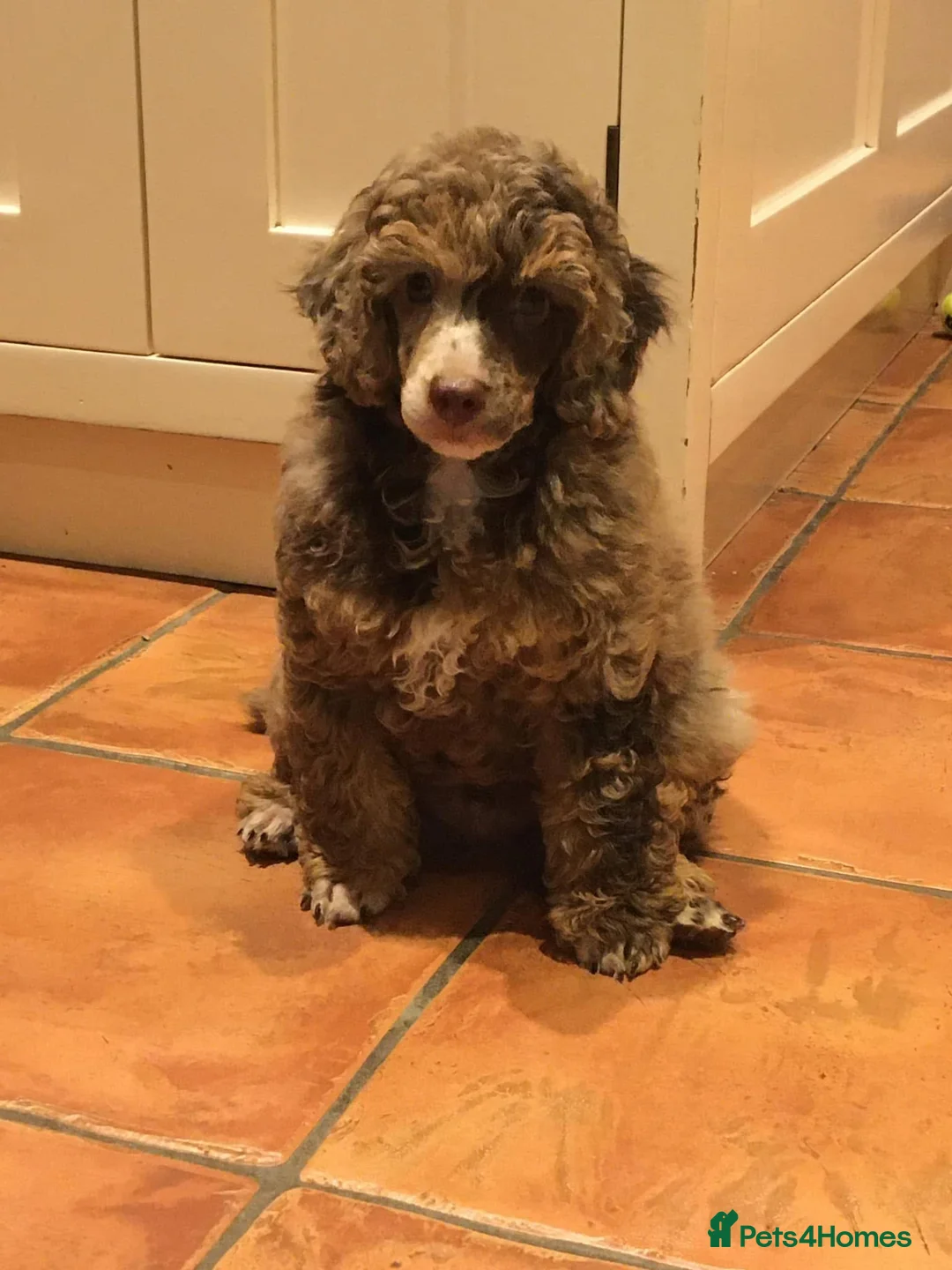 Miniature Poodle dogs for stud: Chocolate Phantom Merle Mini Poodle Stud in Ringwood - Advert 3