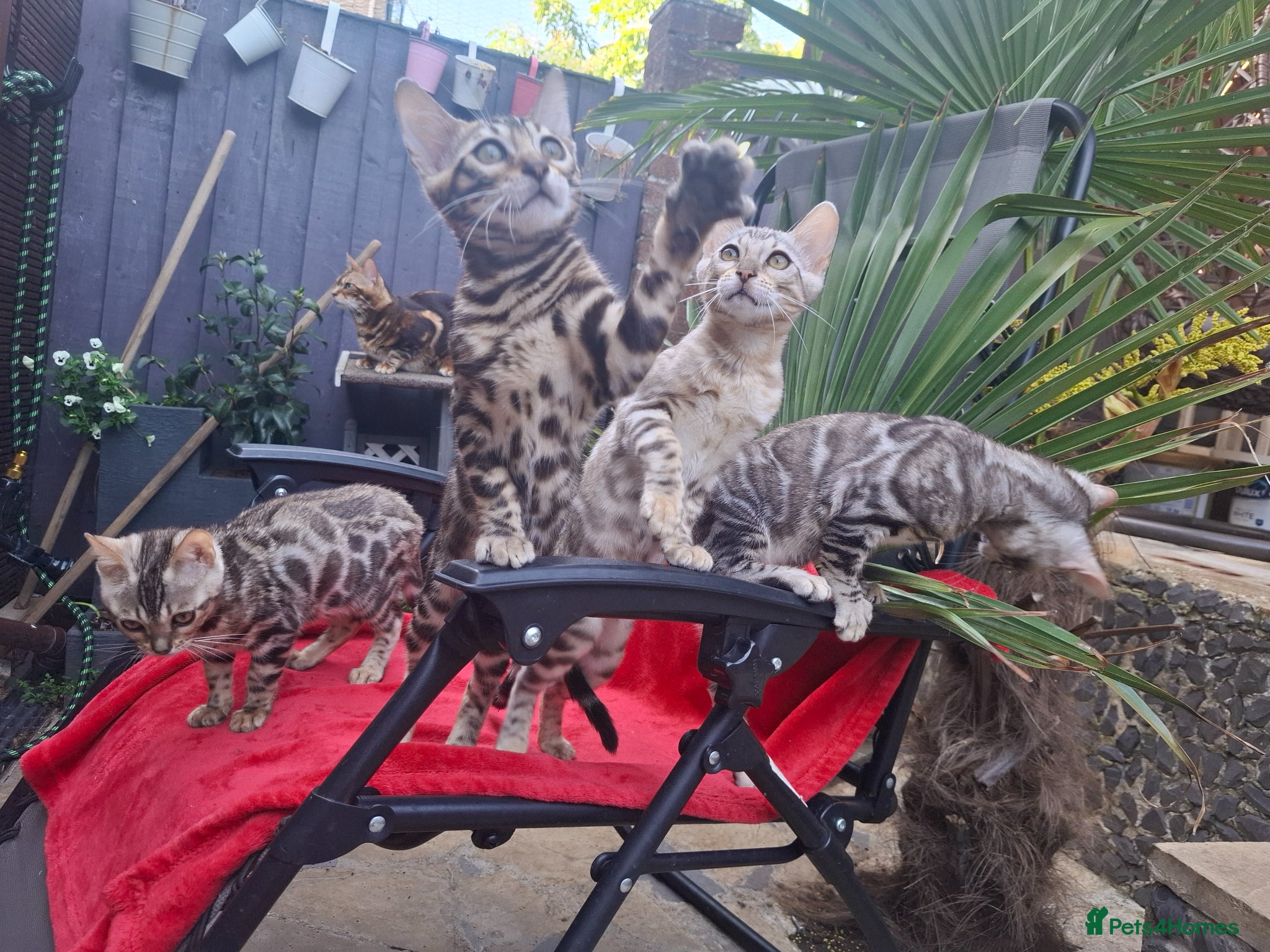 Bengal cats Show Quality Bengal Kittens – 5★ Licensed Cattery - Advert 1