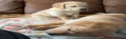 Goldador dogs for sale: F1 Goldador puppies - Advert 15