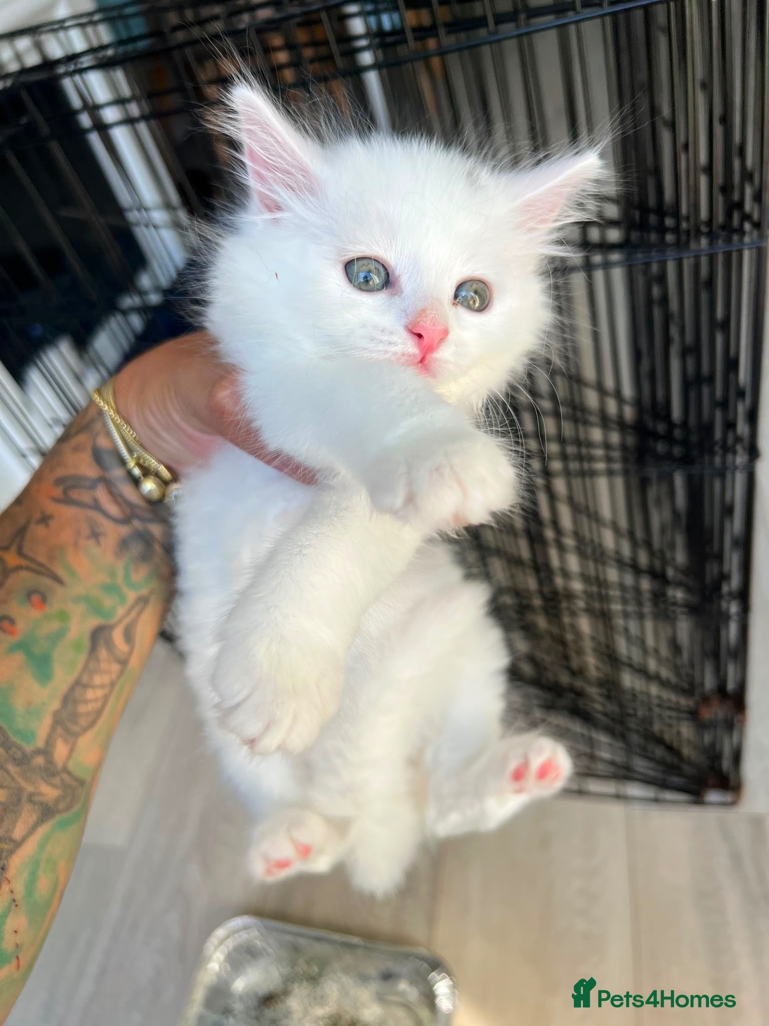 Maine Coon cats One female left - Advert 6