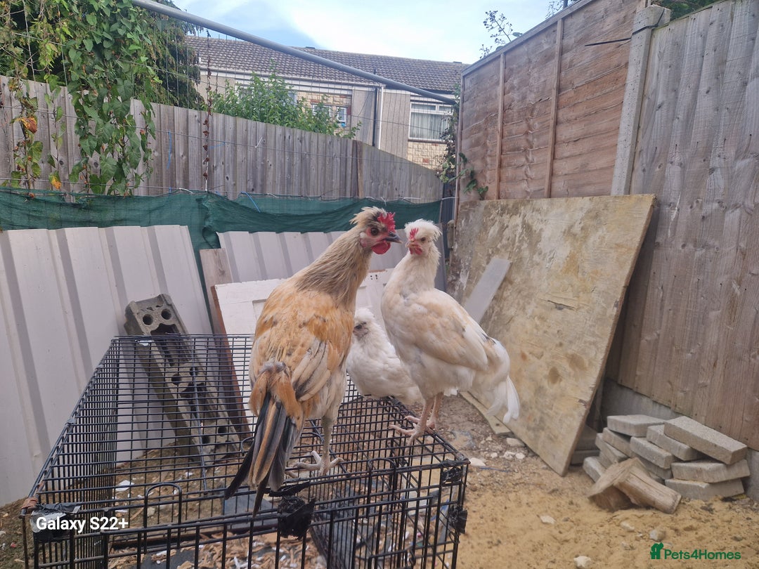 Chickens poultry for sale: FREE TO GOOD HOME - Image 1