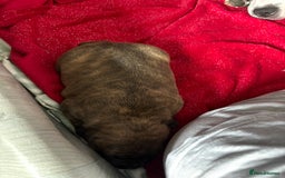 Staffordshire Bull Terrier dogs for sale: Staffordshire terrier  - Image 2