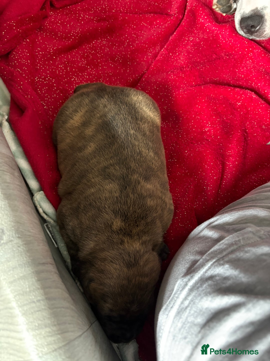 Staffordshire Bull Terrier dogs for sale: Staffordshire terrier  - Image 2