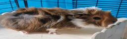 Guinea Pig rodents for sale: Beautiful funky guinea pigs - Advert 13