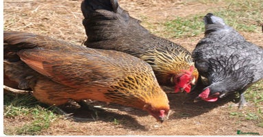 Chickens poultry - Advert 11