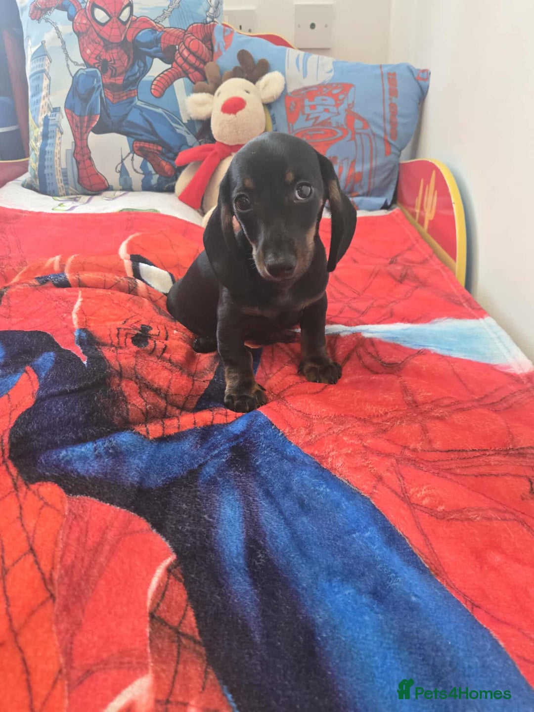 Dachshund dogs for sale: 1 male dachund pup left for sale  - Image 4