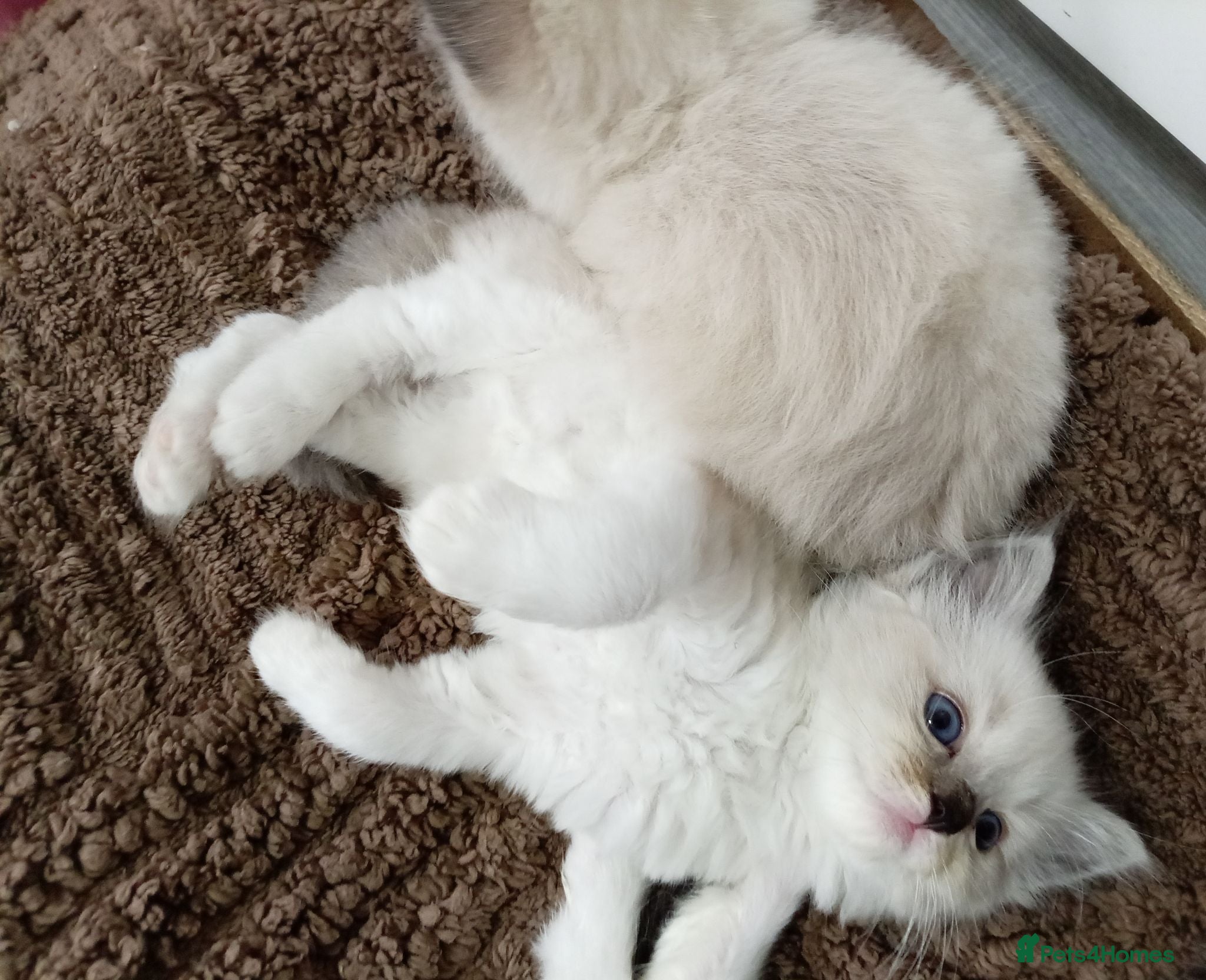 Ragdoll cats Stunning ragdoll babies - Advert 11