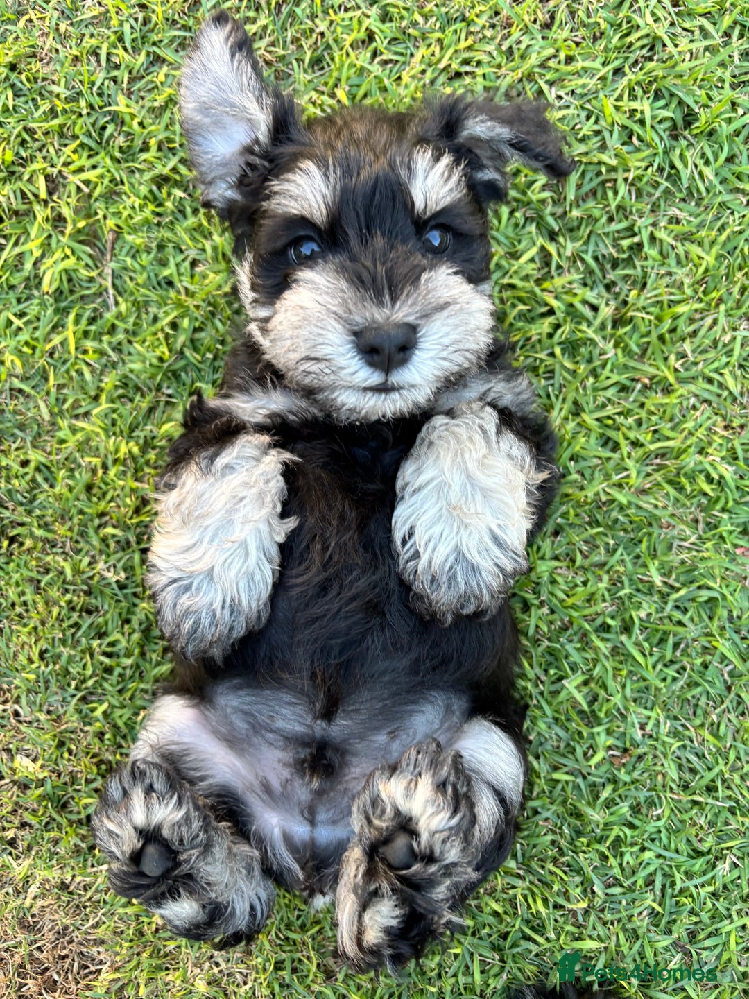 Miniature Schnauzer dogs for sale: Pure bred Miniature Schnauzers Puppies - Image 8