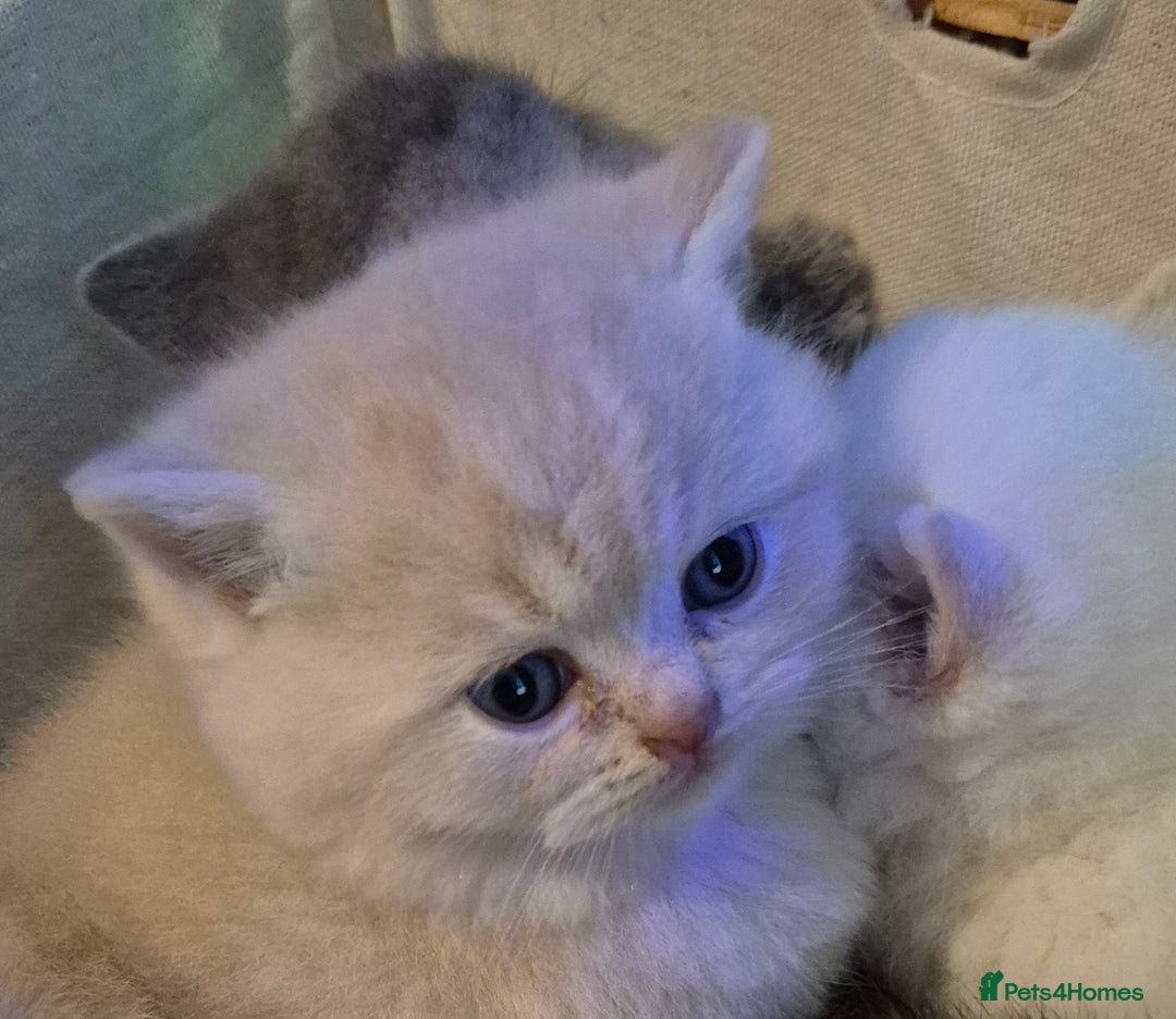 Mixed Breed cats for sale: Persian x british short hair - Advert 8