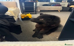 Chow Chow dogs for sale: Female Chow Kiki - Advert 4