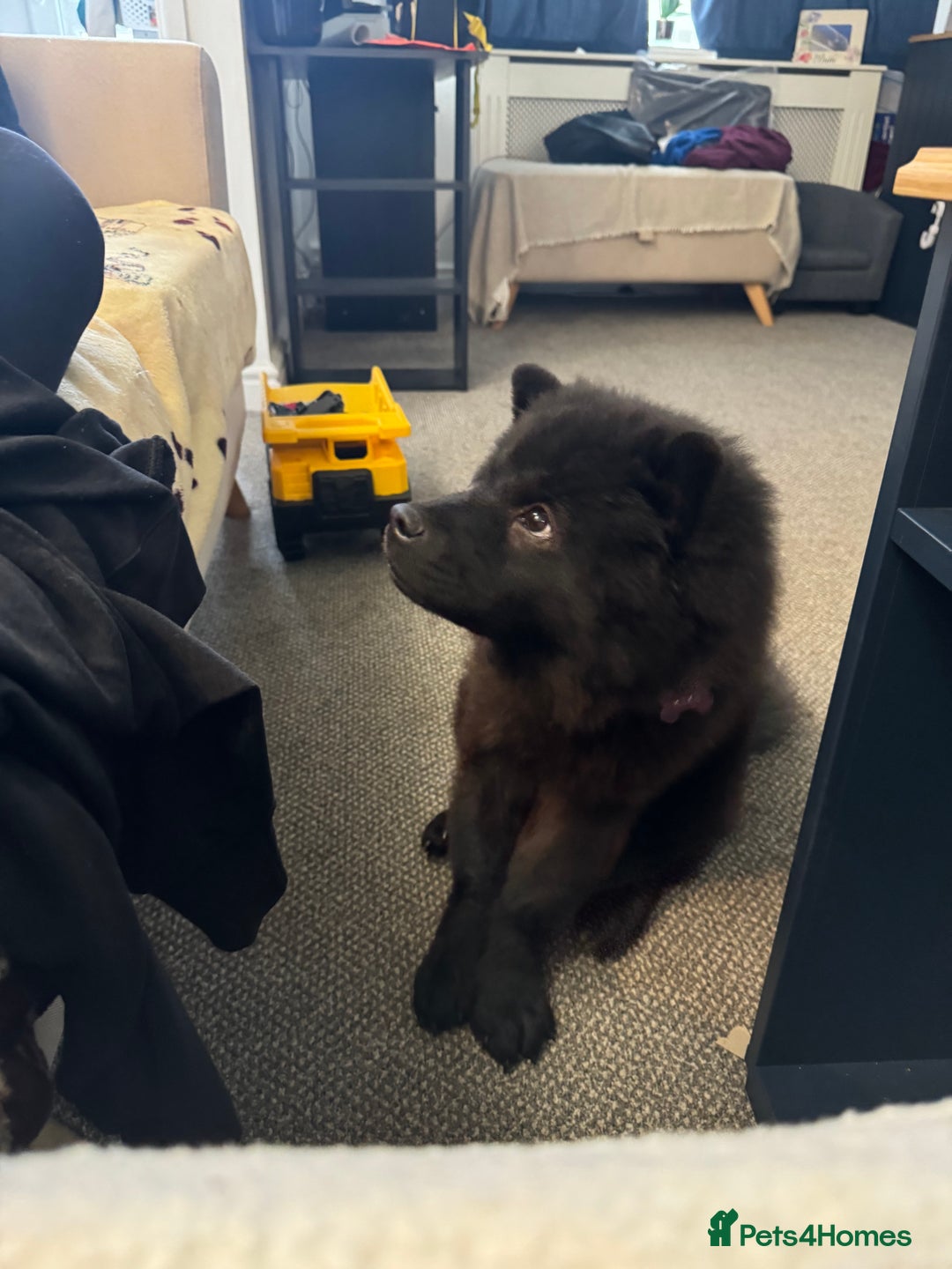 Chow Chow dogs for sale: Female Chow Kiki - Advert 4