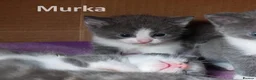Mixed Breed cats for sale: 2 Affectionate British Shorthair Cross Kittens - Advert 21