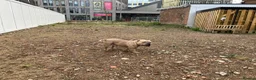 American Bully dogs for sale: Pocket Bully  - Advert 3