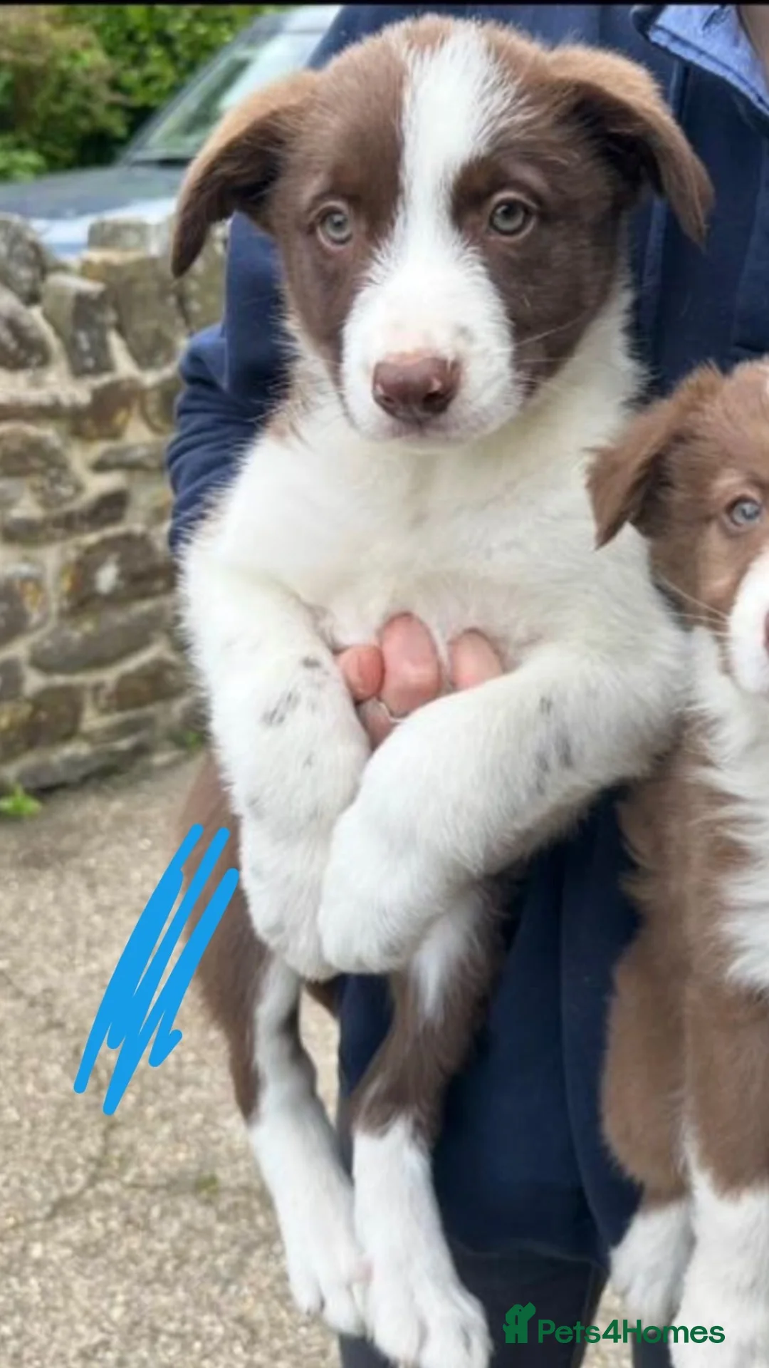 Border Collie dogs for sale: Collie pups  in Barnstaple - Advert 4