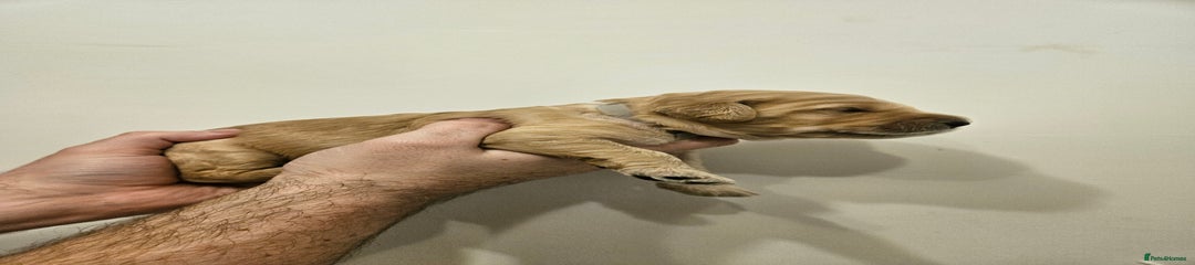 Goldendoodle Puppy 6