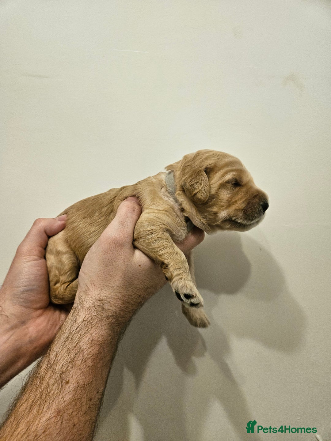 Goldendoodle dogs for sale: Goldendoodle Puppies - Advert 4