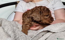 Cockapoo dogs for sale: red sable merle boy left 💜 - Image 21