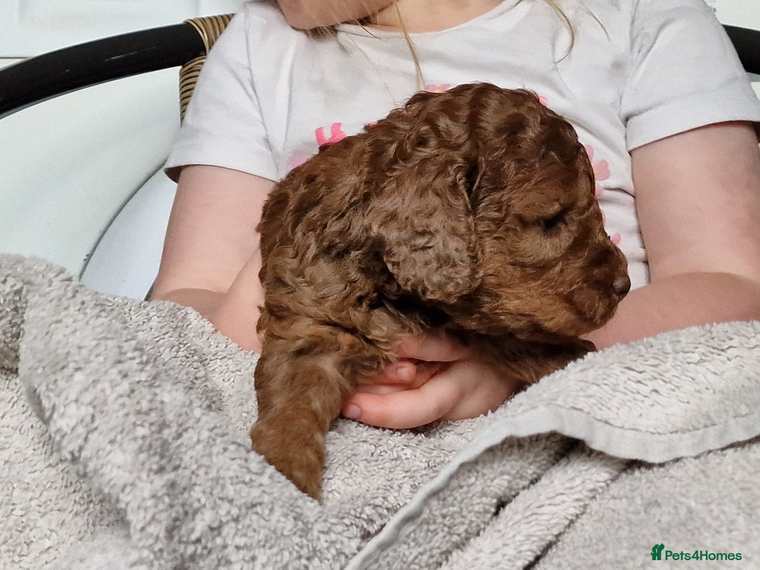 Cockapoo dogs for sale: red sable merle boy left 💜 - Image 21
