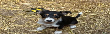 Mixed Breed 2