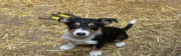 Mixed Breed dogs for sale: Collie x kelpie puppies  in Rhayader - Advert 3
