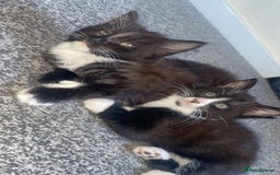 Norwegian Forest Cat cats for sale: Norwegian forest X kittens  - Image 3