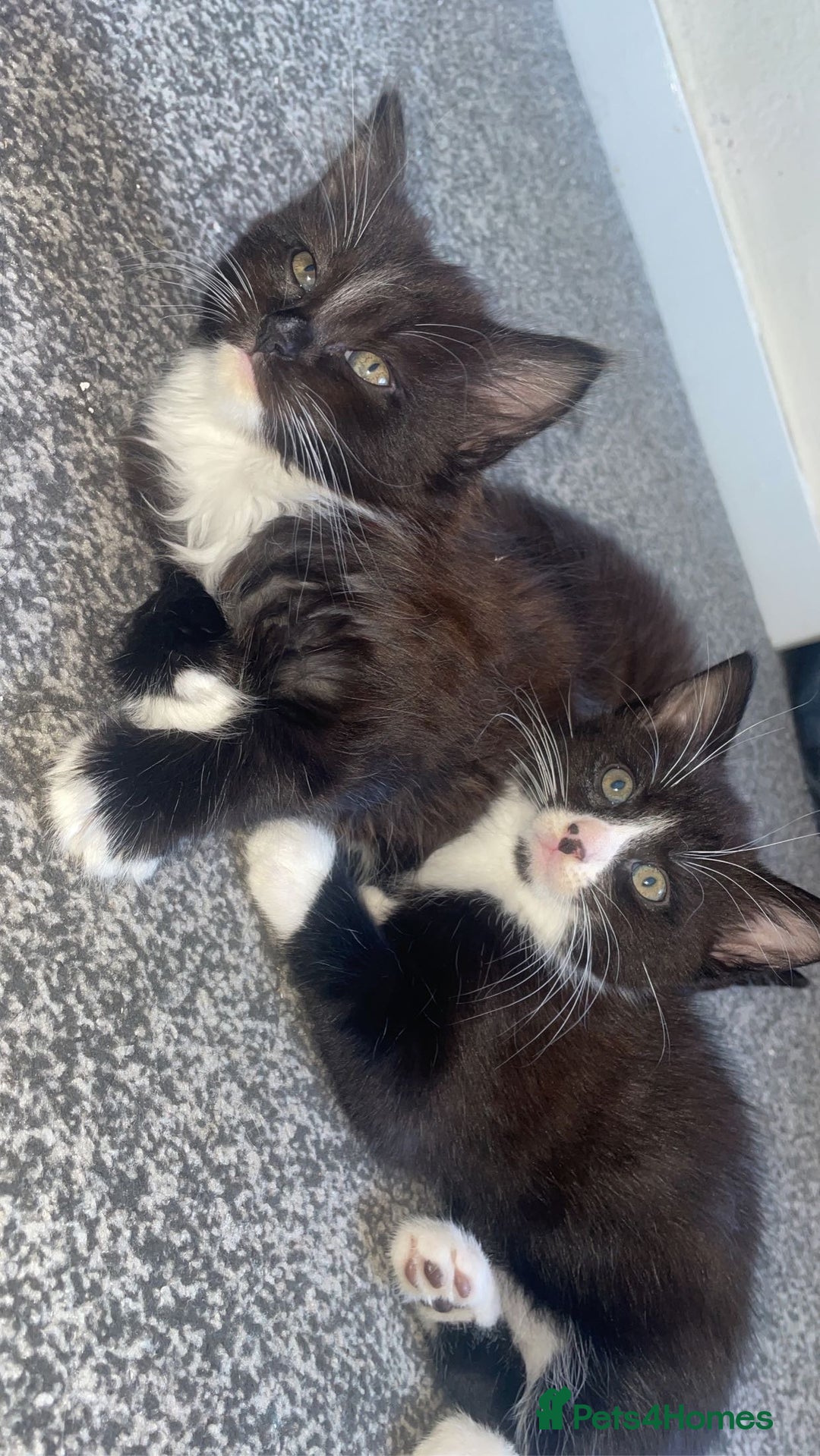 Norwegian Forest Cat cats for sale: Norwegian forest X kittens  - Image 3