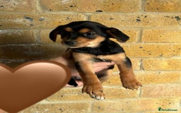 Chihuahua dogs for sale: Chihuahu Puppies - Image 10