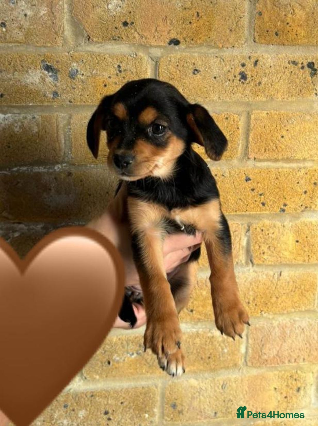Chihuahua dogs for sale: Chihuahu Puppies - Image 10