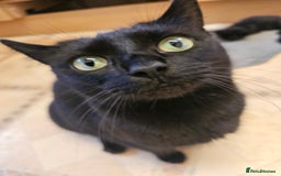 Mixed Breed cats for sale: 3 playful kittens  - Image 32