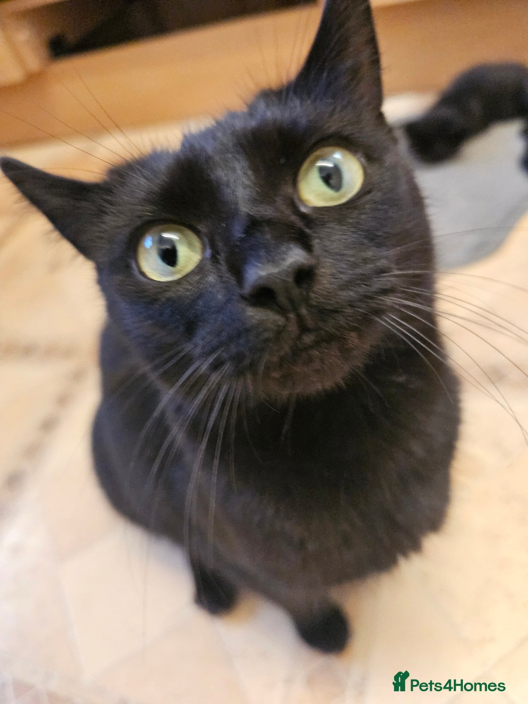 Mixed Breed cats for sale: 3 playful kittens  - Image 32
