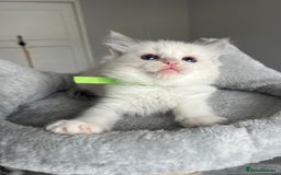 Ragdoll cats for sale: REGISTERED Ragdoll kittens HCM/PKD clear - Image 25
