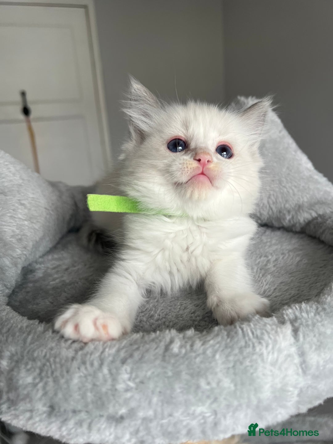 Ragdoll cats for sale: REGISTERED Ragdoll kittens HCM/PKD clear - Image 25