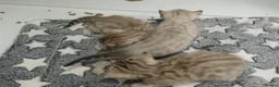 Bengal cats for sale: F6 Tica Reg Bengals - Advert 4