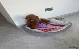 Toy Poodle dogs for stud: STUD TEDDY COCH BAILEY RED FOX ( KC REG 5TH GEN) in Stourbridge - Image 2