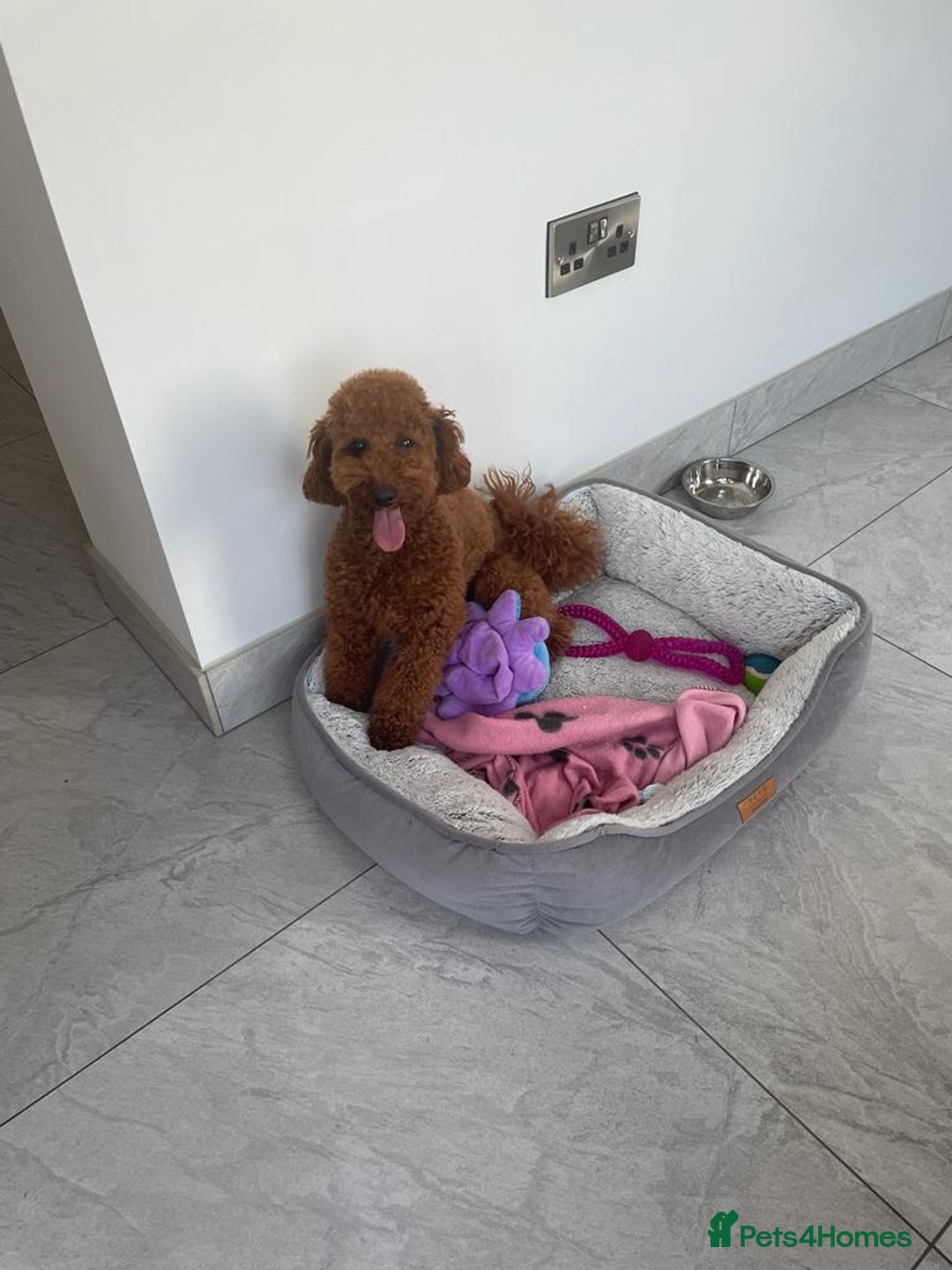 Toy Poodle dogs for stud: STUD TEDDY COCH BAILEY RED FOX ( KC REG 5TH GEN) in Stourbridge - Image 2