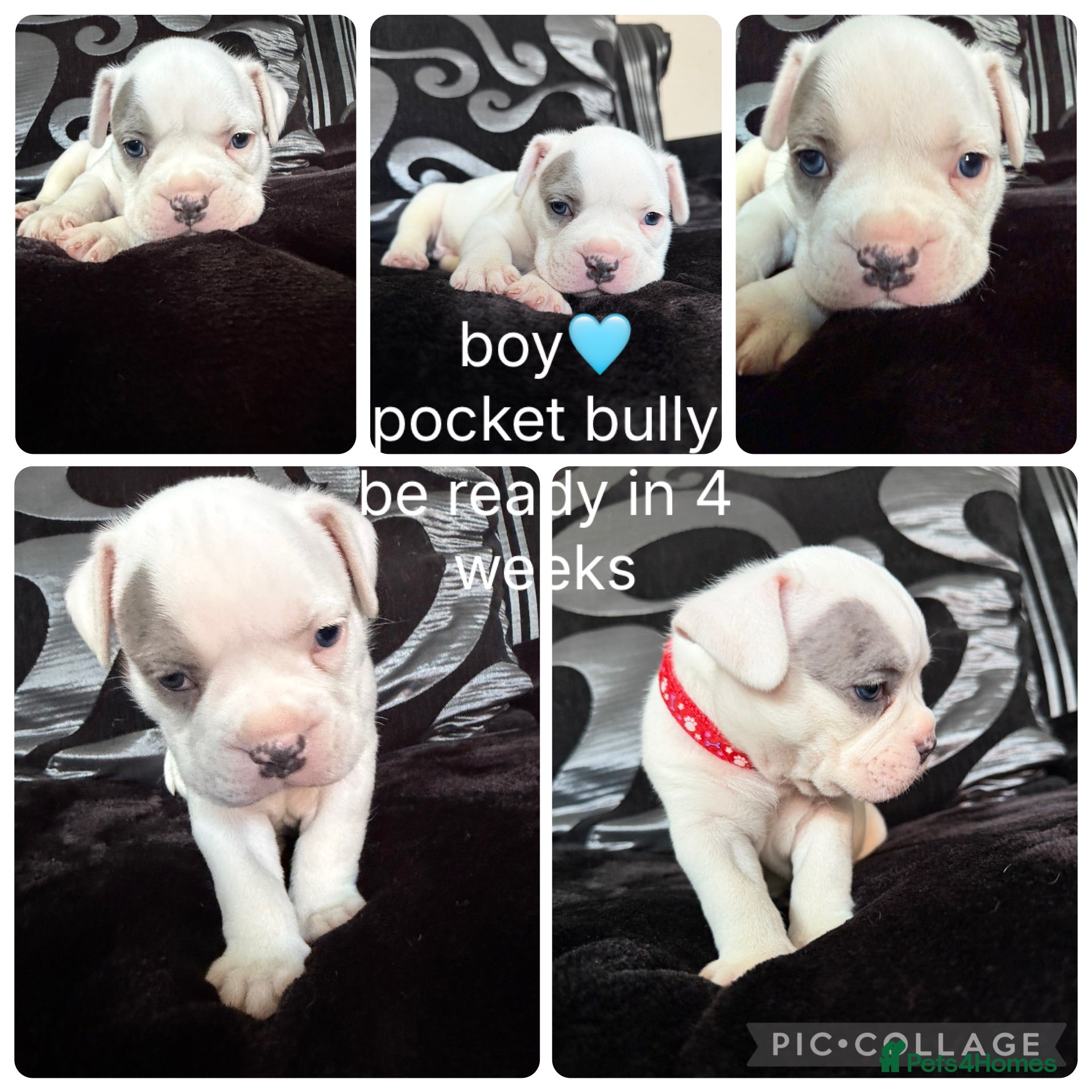 American Bully dogs American pocket bully’s  - Advert 3