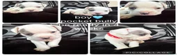 American Bully dogs for sale: American pocket bully’s  in Rotherham - Advert 1