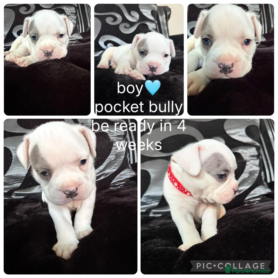 American Bully dogs for sale: American pocket bully’s  in Rotherham - Advert 1
