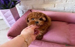 Maltipoo dogs for sale: Beautiful Best Friends Maltipoo toy puppies - Image 21