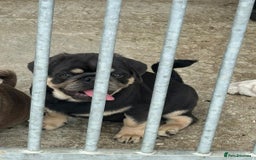 Pug dogs for sale: Pug puppie for sale  - Image 2