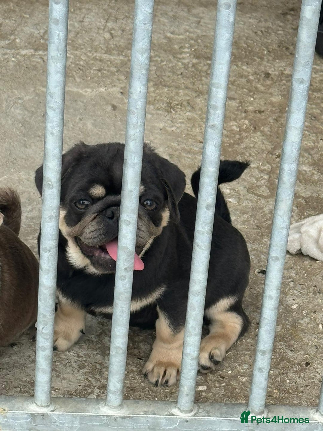 Pug dogs for sale: Pug puppie for sale  - Image 2